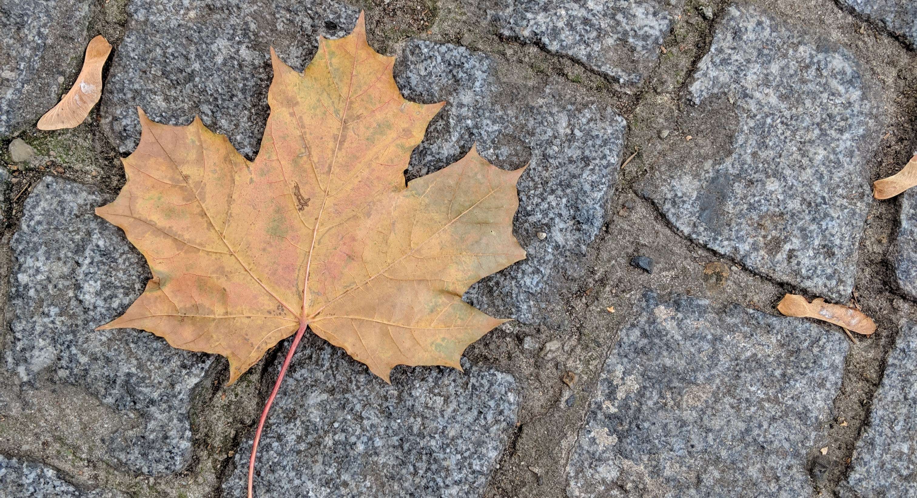 Maple leaf in Germany