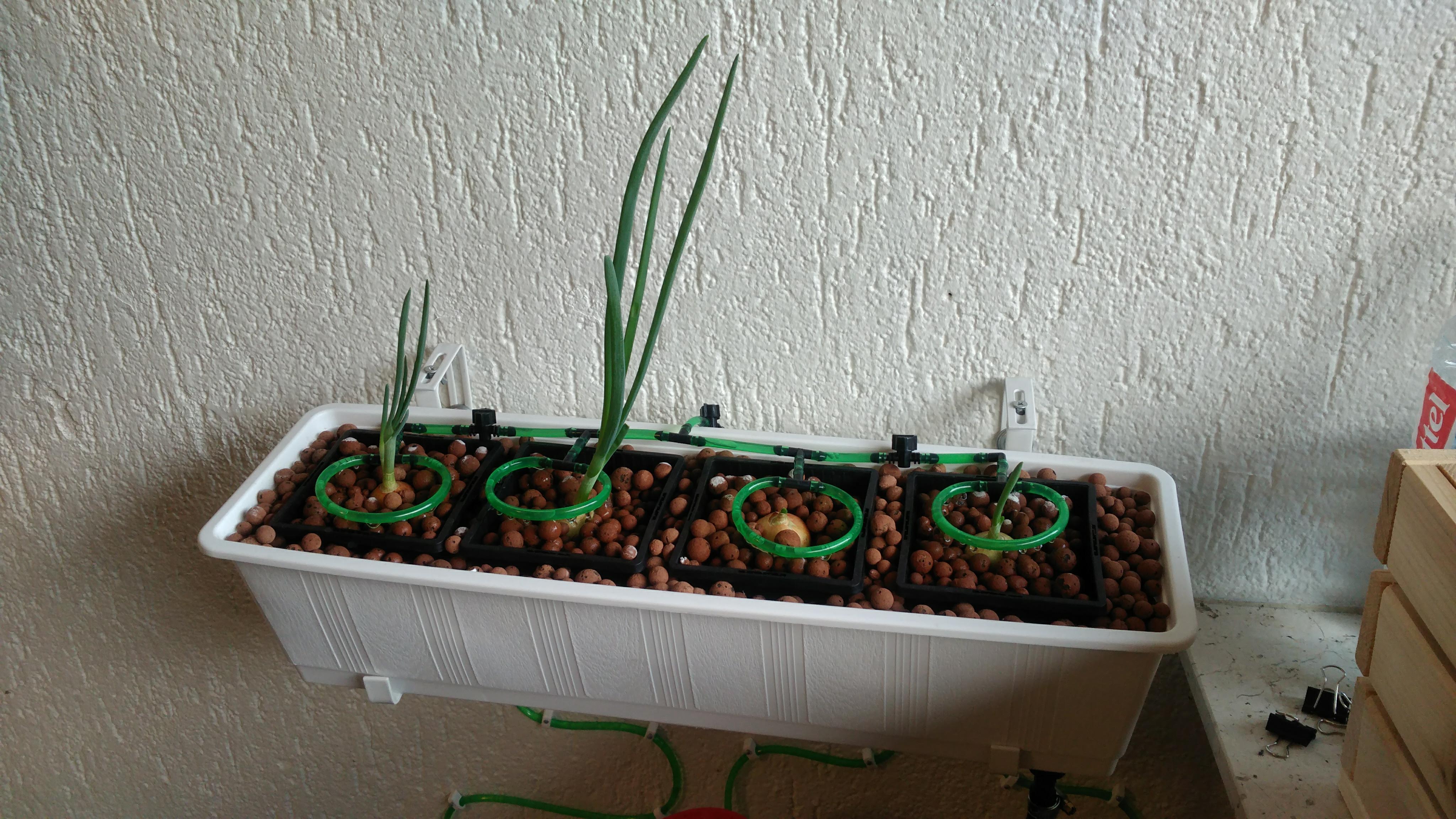 Growing onions in hydroponics