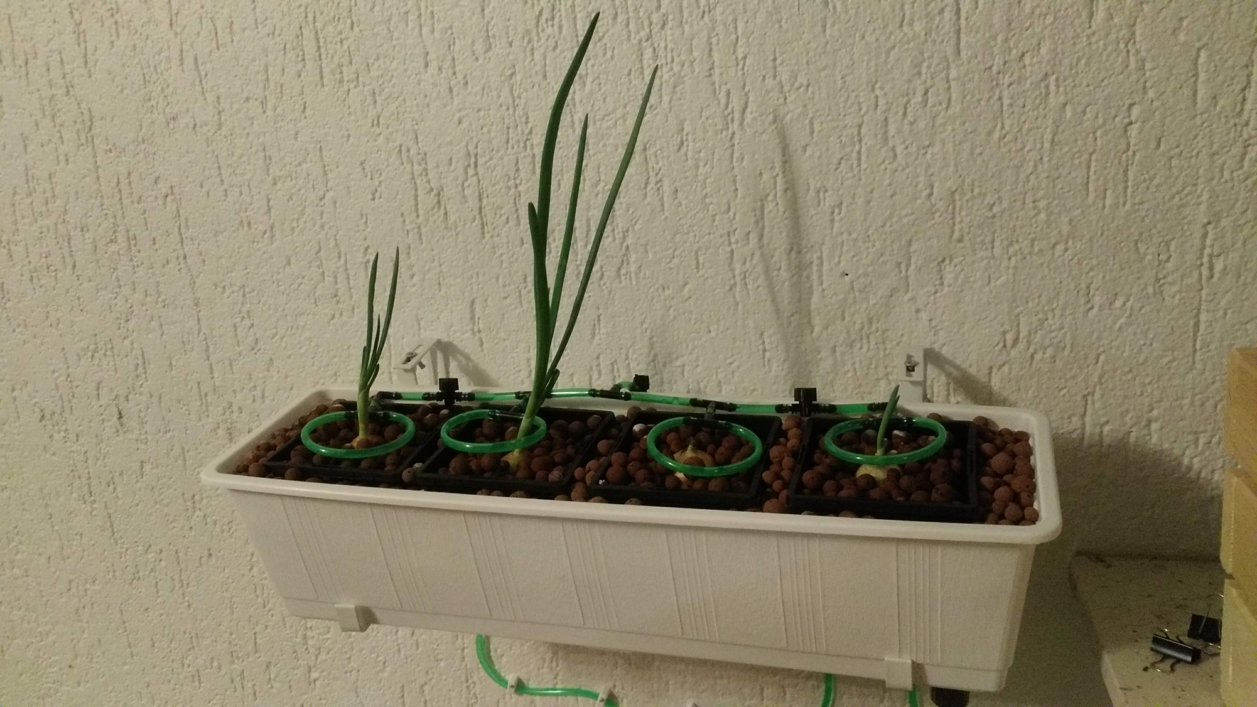 hydroponic system at home